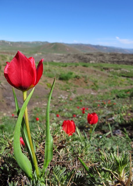 Gambar Bunga Tulip