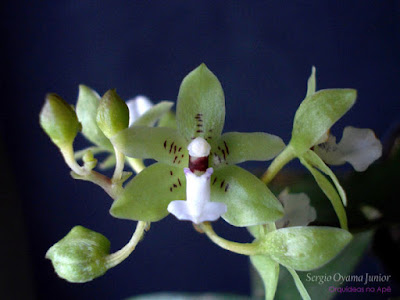 Orquídea Paradisanthus micranthus