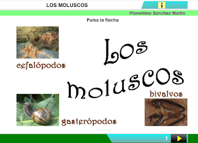 https://cplosangeles.educarex.es/web/edilim/curso_3/cmedio/animales_invertebrados_3/moluscos/moluscos.html