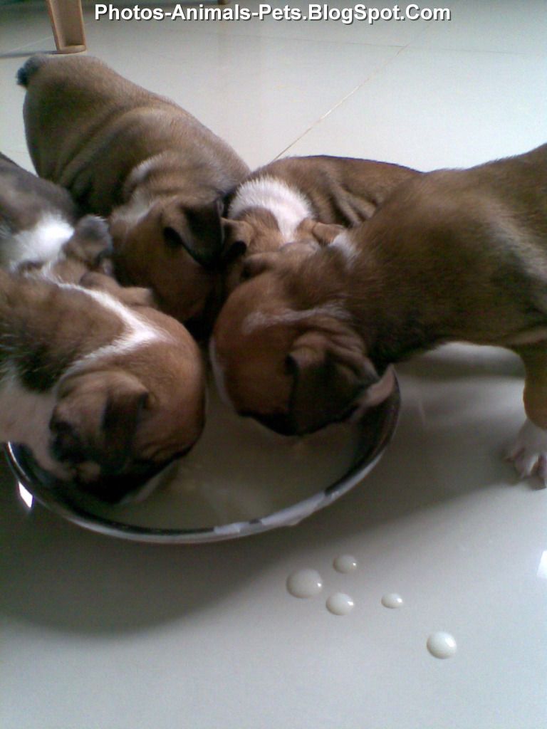 Baby bulldog puppies