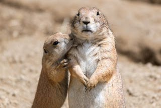 animal mom love with its baby