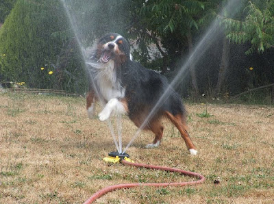 Dogs and Sprinklers Seen On www.coolpicturegallery.us