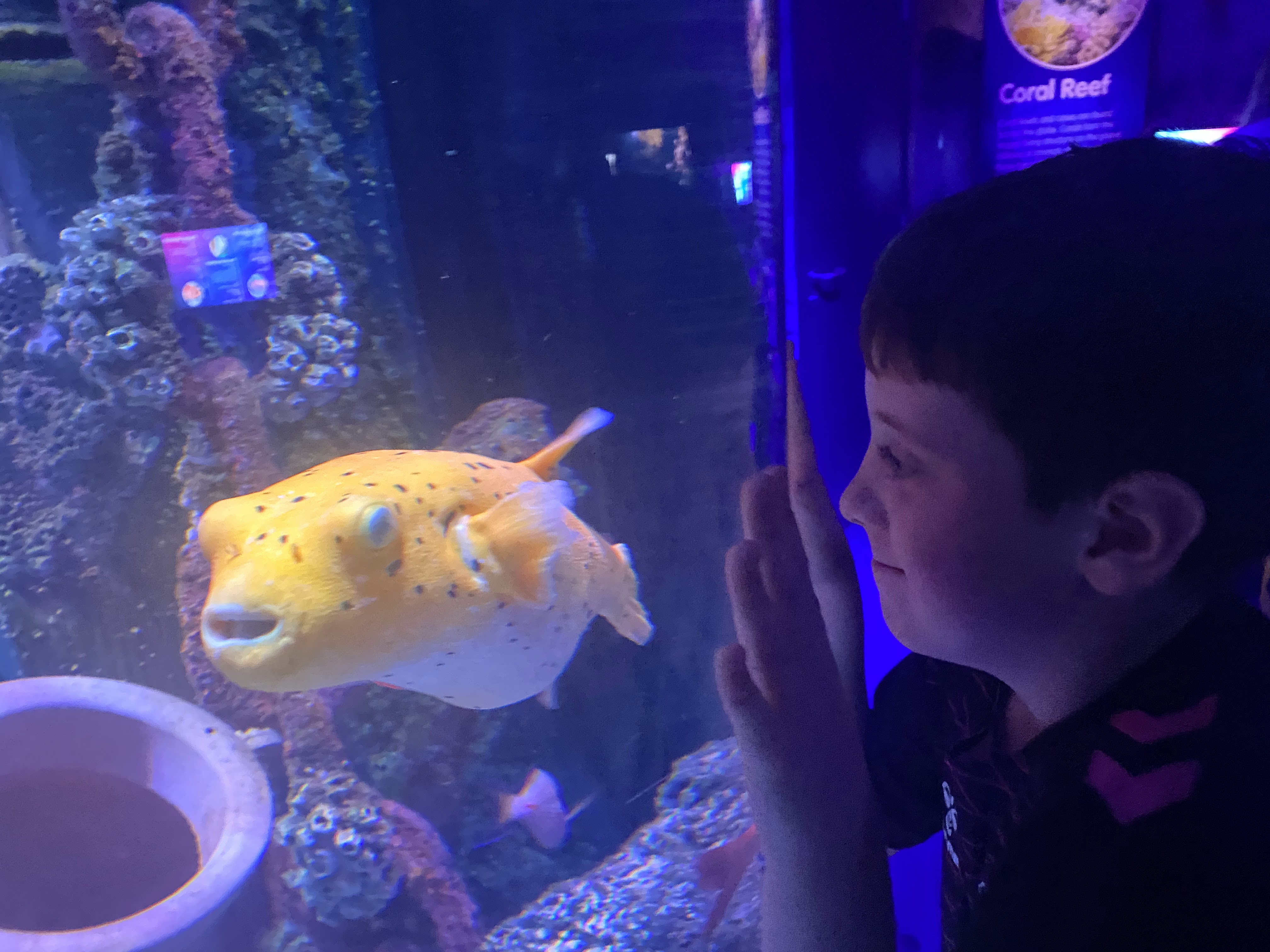 boy looking at sea creatures