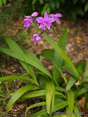 Spathoglottis paulinae care and culture