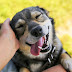 Adopting a Dog: The Ultimate Guide for New Pet Owners