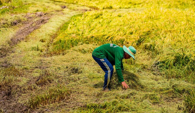 Du lịch An Giang vào mùa lúa chín