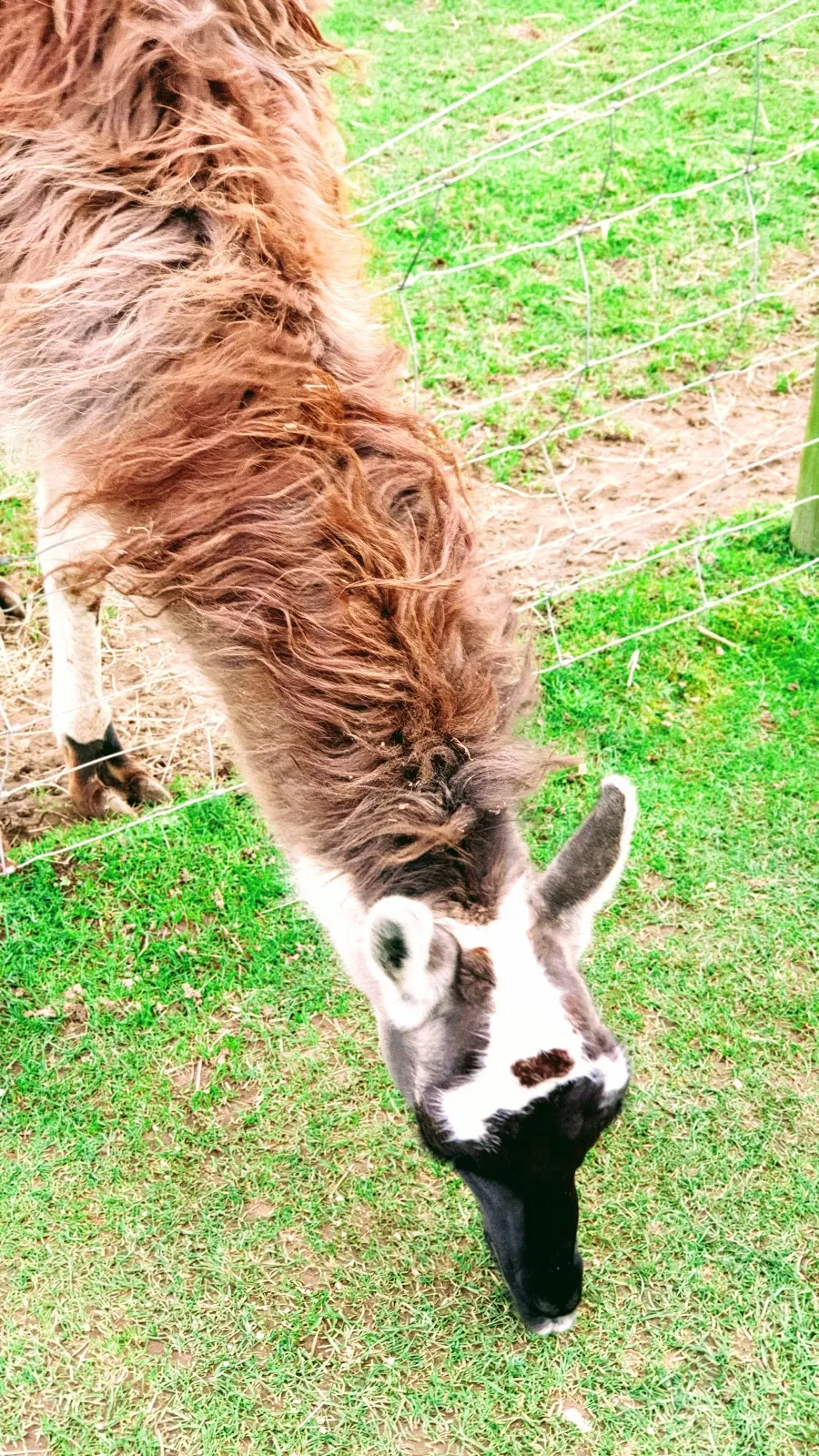 Selfie with a llama