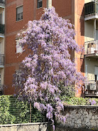 Wisteria in bloom in the lower city