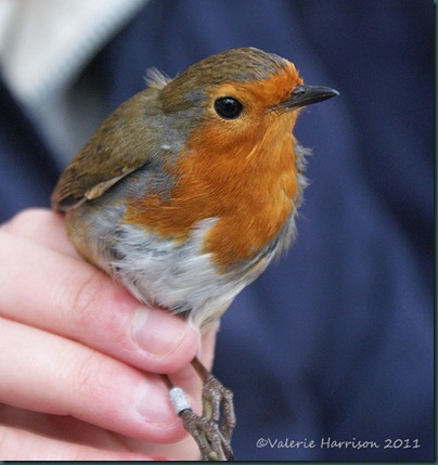 14--Robin