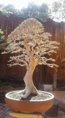 Gambar Bonsai Serut