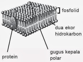  Berikut beberapa senyawa lipid dan kegunaannya Pintar Pelajaran Manfaat, Kegunaan Lipid dalam Kehidupan, Senyawa Kimia