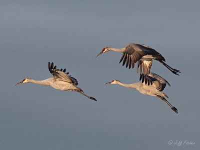 Sandhill Cranes in Flight