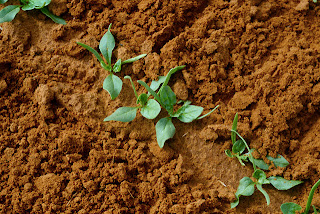 young-plant-of-spinach