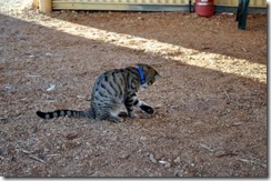 guard kitten