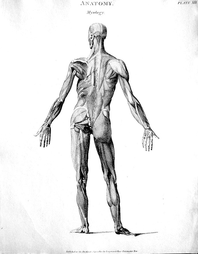 muscles of human body. Plates of muscles of the human