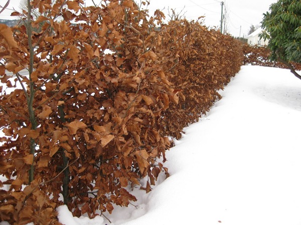 2009-12-25 Hagen (6)