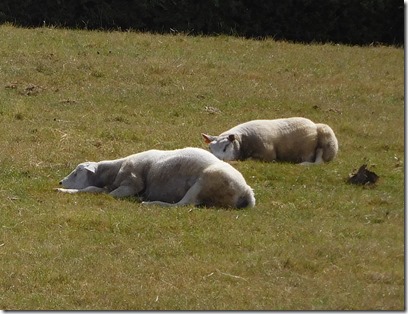 7 sleepy sheep