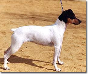 Chilean Fox Terrier ~ Dog Breeds Database