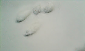 rabbit tracks in the snow