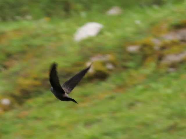 Avion Roquero (Ptyonoprogne rupestris)