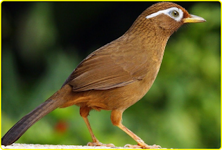 Burung Hwa Mei, Jenis Burung Berkicau