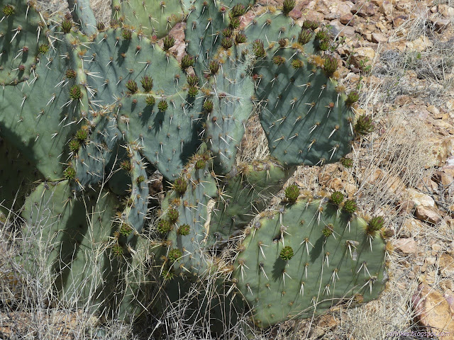 22: many buds on paddles