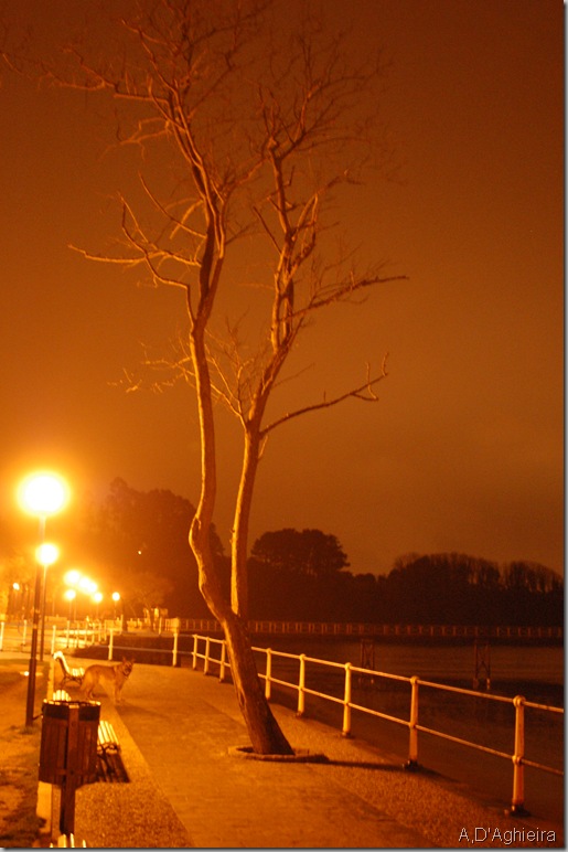 Este árbol se encuentra entre la pasarela al Castillo y el puente sobre el río. Paseo Marítimo.