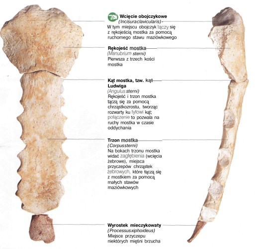 ściąga Z Anatomii Klatka Piersiowa Człowiek I Zdrowie