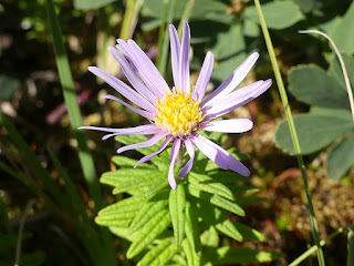 Oclemena nemoralis - Aster des tourbières - Aster nemoralis - Aster des bois