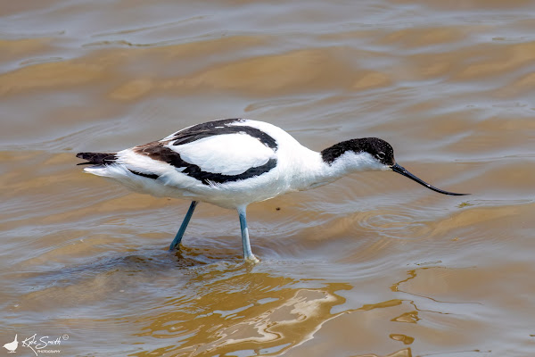 Avocet