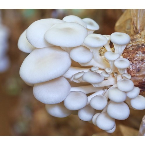 oyster mushroom