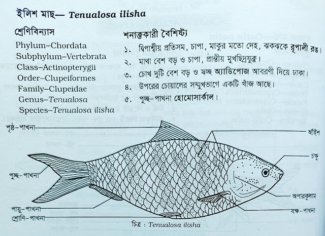 hilsha fish