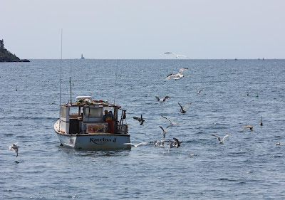 lobster boat with herring gulls