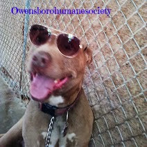 Red nose pit bull Dozer smiling wearing sunglasses-carmapoodale