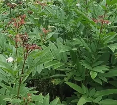 Flora of Algeria