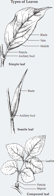 types of leaves