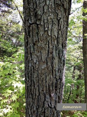 Липа амурская (Tilia amurensis)