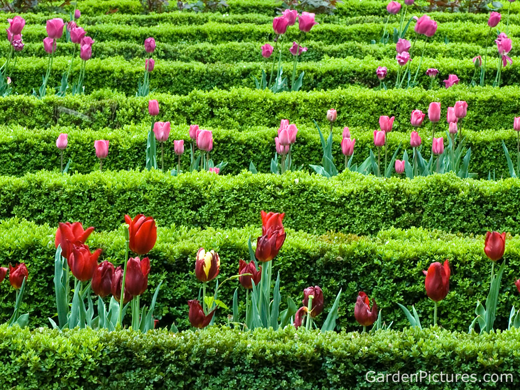 high quality images spring flower garden