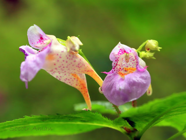 Impatiens textori