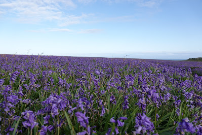 A sea of purple bluebells against a bright blue sky.