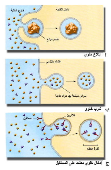 الشكل 4: أشكال الإدخال الخلوي المحاذية لتجويف الأمعاء، وتدعى الحوصلة المنفصلة هذه الحالة وصلة تشربية pinocytotic vesicle