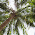 Picture This: From Under My Lone Palm II