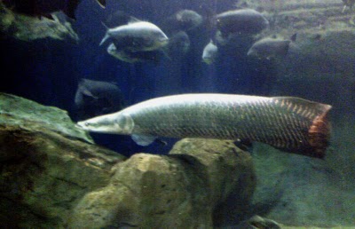 smart ebook Ikan  Arapaima Arapaima Fish 