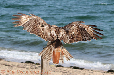 immature red tail hawk behind wings