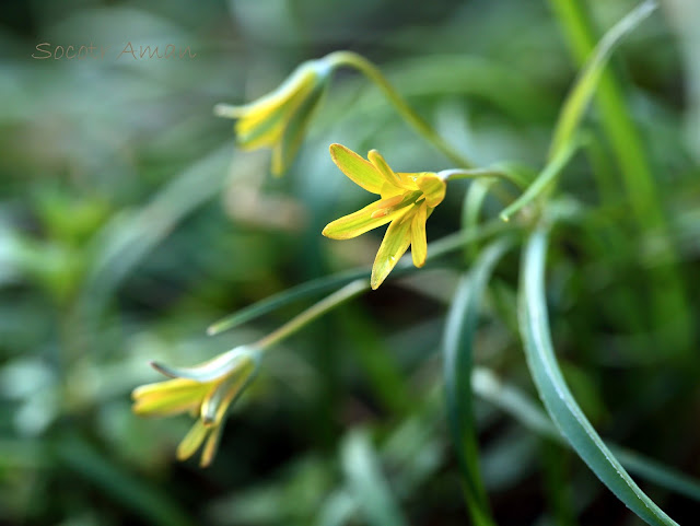 Gagea lutea