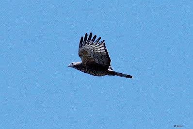 "A raptor with unusual plumage is the Oriental Honey-buzzard (Pernis ptilorhynchus). Adults have a combination of brown and rufous colours, whilst youngsters are more mottled. Soaring over the air, with big wings and a hooked beak."