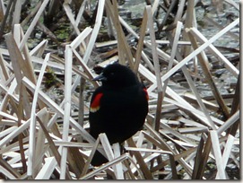 P1050241