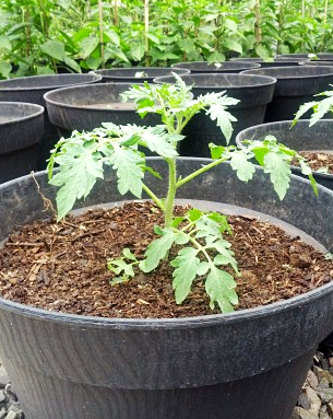 Menyiapkan pot sebagai media tanam benih pohon tomat