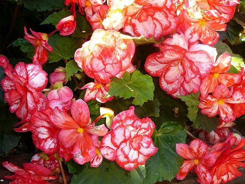 types of flowers with bulbs Flower Tuberous Begonia | 500 x 375