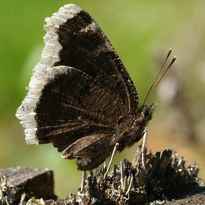 Sørgekåbe (nymphalis antiopa)